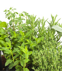 Směs divokých aromatických bylin - semena - 0,2 g