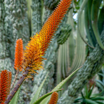 Aloe castanea - Aloe castanea - semena - 6 ks