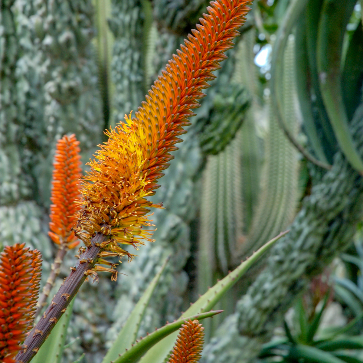 Aloe castanea - Aloe castanea - semena - 6 ks