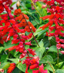 Šalvěj šarlatová Hummingbird - Salvia coccinea - semena - 10 ks