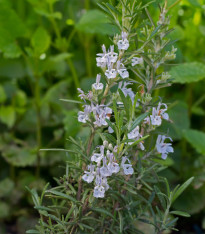 Rozmarýn lékařský Rosita - Rosmarinus officinalis - semena - 50 ks
