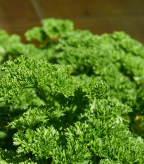 Petržel Afrodite - Petroselinum crispum - semena - 350 ks