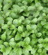 Máta rolní - Mentha arvensis - semena - 20 ks