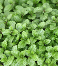 Máta rolní - Mentha arvensis - semena - 20 ks