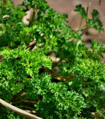 Petržel Starlett - Petroselinum crispum - semena - 500 ks