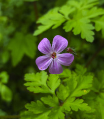 Kakost smrdutý - Geranium robertianum - semena - 10 ks