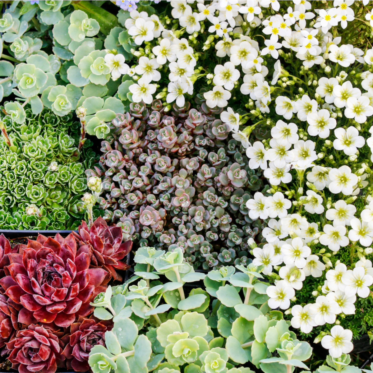 Směs letniček do skalky - luční směs - 0,9 g