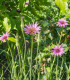 Kozí brada fialová - Tragopogon porrifolius - semena - 90 ks