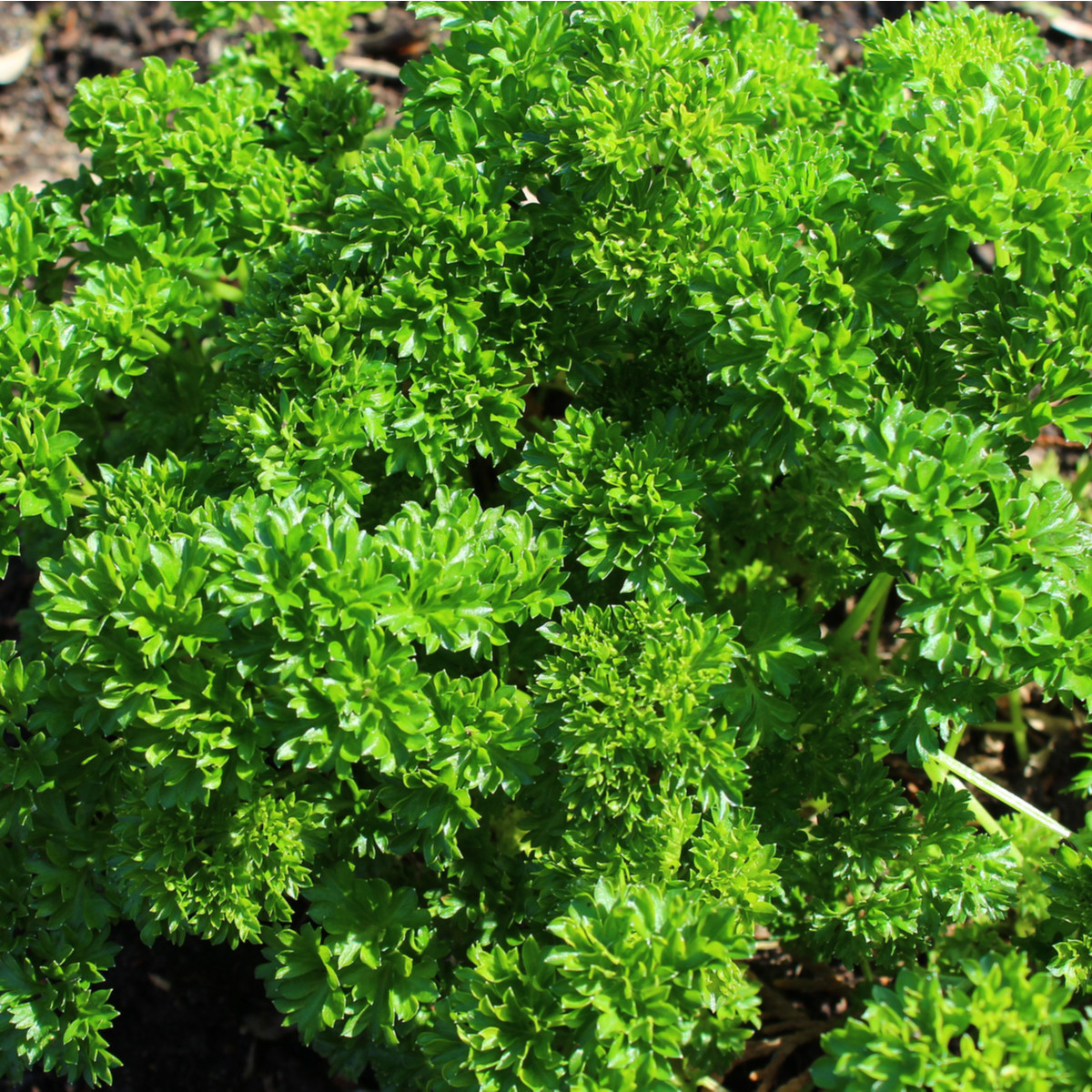 BIO Petržel Grüne Perle - Petroselinum crispum - bio semena - 600 ks