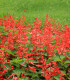Šalvěj zářivá Johannisfeuer - Salvia splendens - semena - 15 ks