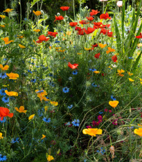 Směs letniček Last minute - luční směs - 0,5 g
