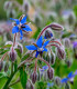 Brutnák modrý - Borago officinalis - semena - 20 ks