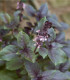 Bazalka skořicová - Ocimum basilicum - semena - 50 ks