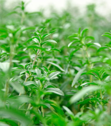 BIO Saturejka zahradní - Satureja hortensis - bio semena - 600 ks