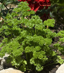 Petržel Mooskrause - Petroselinum crispum - semena - 500 ks