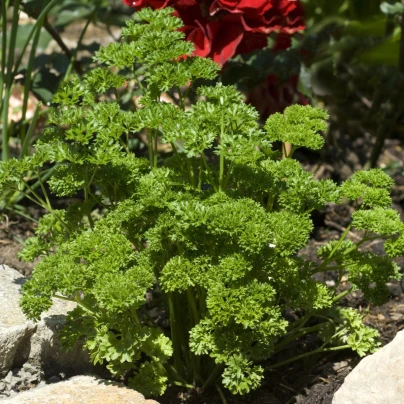 Petržel Mooskrause - Petroselinum crispum - semena - 500 ks