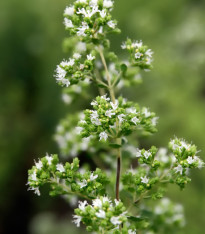 Oregano řecké - Origanum vulgare - semena - 250 ks