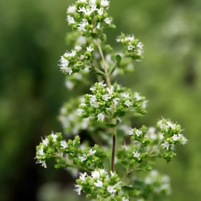 Oregano řecké - Origanum vulgare - semena - 250 ks