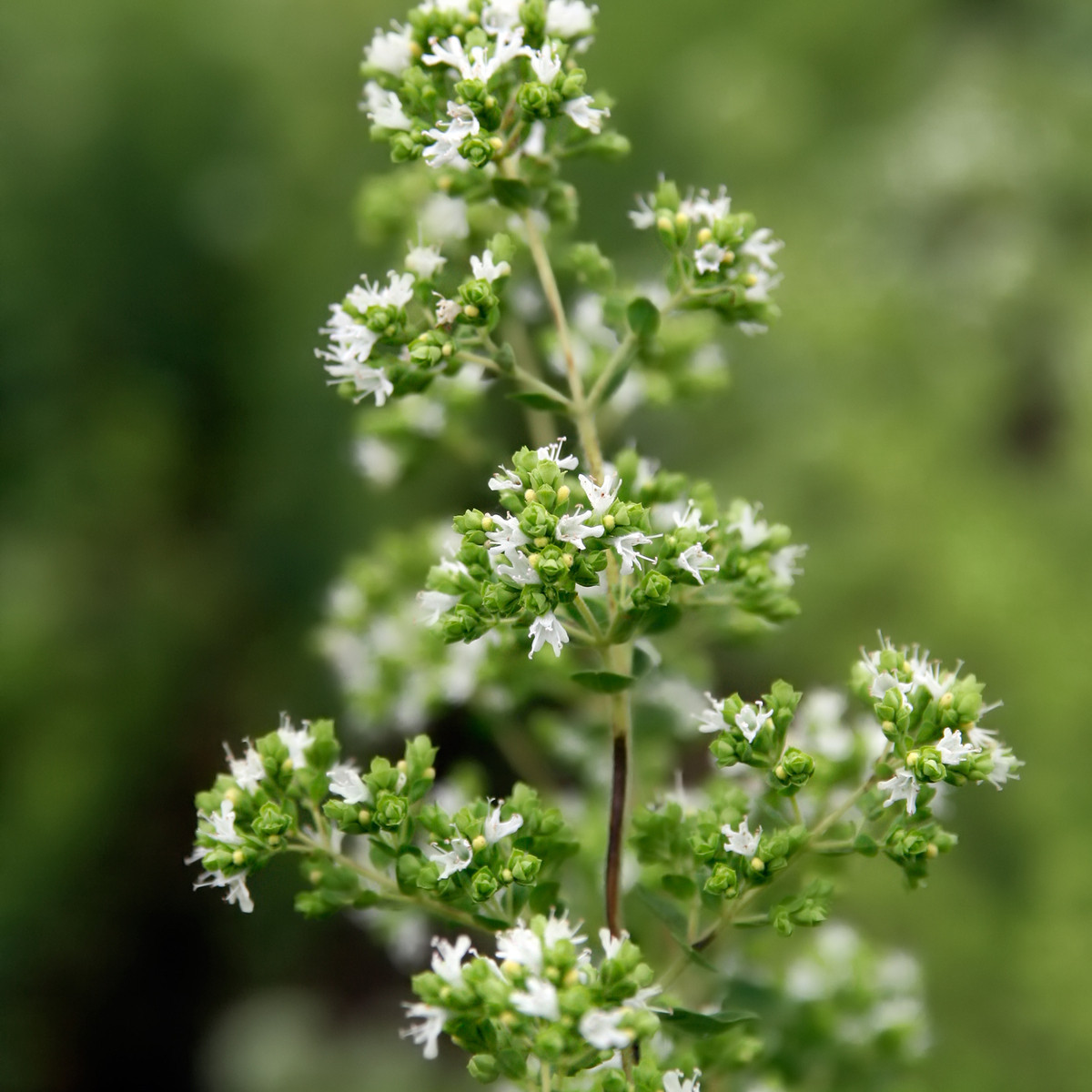 Oregano řecké - Origanum vulgare - semena - 250 ks
