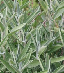 BIO Šalvěj lékařská - Salvia officinalis - bio semena - 30 ks