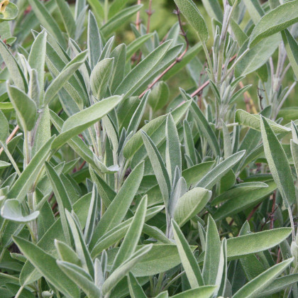 BIO Šalvěj lékařská - Salvia officinalis - bio semena - 30 ks