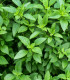 Bazalka pravá vonná Piccolino - Ocimum basilicum - semena - 200 ks