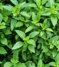 Bazalka pravá vonná Piccolino - Ocimum basilicum - semena - 200 ks