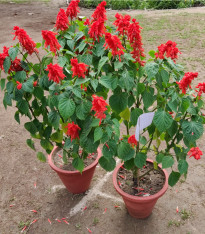 Šalvěj zářivá - Salvia splendens - semena - 40 ks