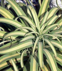 Agáve - Agave bracteosa - semena - 10 ks