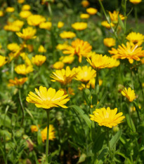 Měsíček lékařský žlutý - Calendula officinalis - semena - 30 ks