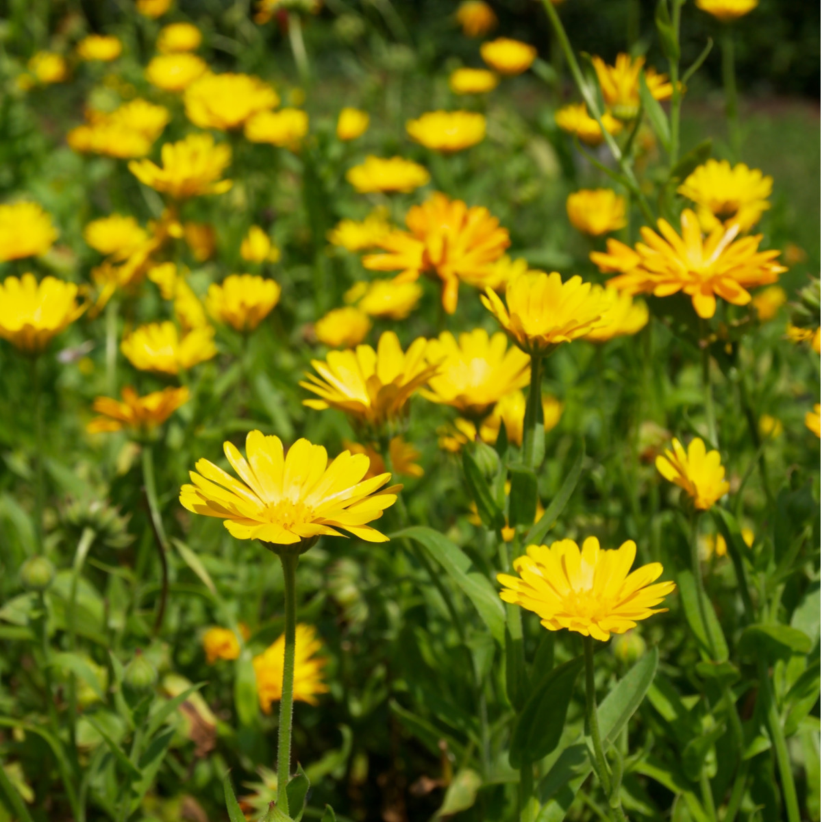Měsíček lékařský žlutý - Calendula officinalis - semena - 30 ks