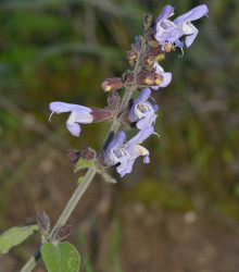 Šalvěj sporýšová - Salvia verbenaca - semena - 50 ks