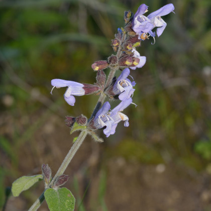 Šalvěj sporýšová - Salvia verbenaca - semena - 50 ks