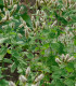 Máta jablečná - Mentha rotundifolia - semena - 50 ks