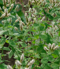 Máta jablečná - Mentha rotundifolia - semena - 50 ks