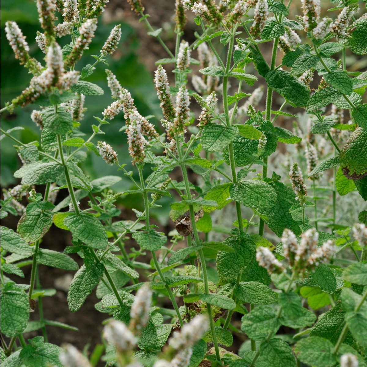Máta jablečná - Mentha rotundifolia - semena - 50 ks