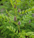 Lékořice lysá - Glycyrrhiza glabra - semena - 4 ks