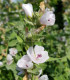 Proskurník lékařský - Althaea officinalis - semena - 18 ks