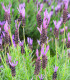 Levandule francouzská - Lavandula stoechas - semena - 20 ks