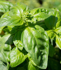 BIO Bazalka zelená - Ocimum basilicum - bio semena - 200 ks