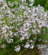 Tymián obecný - Thymus vulgaris - semena - 0,08 g