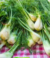 Fenykl bulvový Finale - Foeniculum vulgare - semena - 45 ks