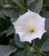 Durman obecný - Datura Stramonium - semena - 5 ks