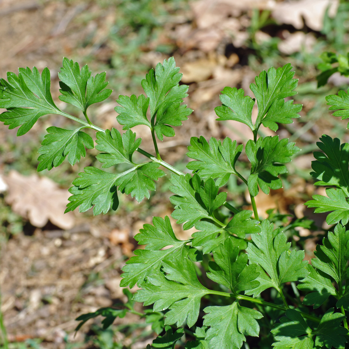 Petržel naťová hladká Festival - Petroselinum crispum - semena - 500 ks