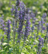 BIO Levandule lékařská - Lavandula officinalis - bio semena - 50 ks