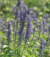 BIO Levandule lékařská - Lavandula officinalis - bio semena - 50 ks