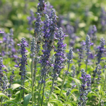 BIO Levandule lékařská - Lavandula officinalis - bio semena - 50 ks