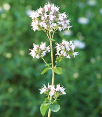 Majoránka zahradní - Majorana hortensis - semena majoránky - 500 ks