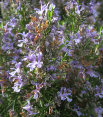 Rozmarýn lékařský - Rosmarinus officinalis - semena - 50 ks