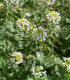 Potočnice lékařská - Nasturtium officinale - semena - 0,5 g